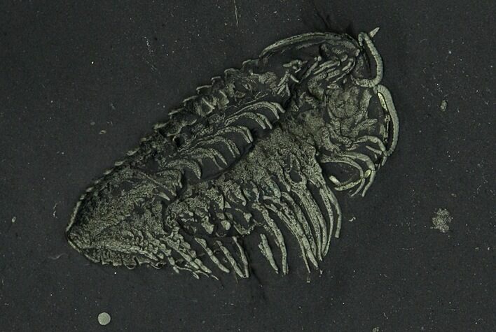 Detailed Pyritized Triarthrus Trilobite With Legs! - New York #26432